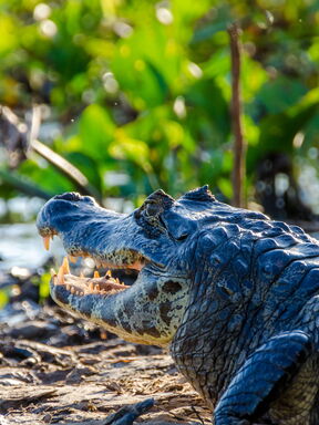 Brasilien – Pantanal: Das Reich des Jaguars
