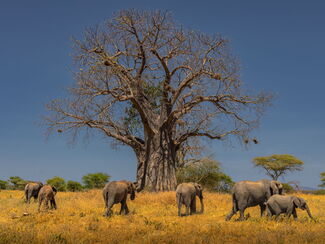 Baobab – Safari, Kultur und Strand