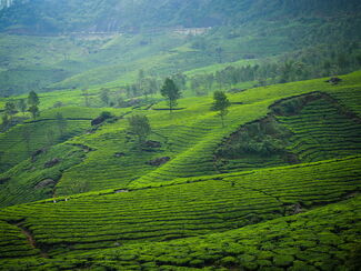 Indien – Tamil Nadu & Kerala: Tempel, Hausboot und Tee