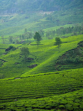 Indien – Tamil Nadu & Kerala: Tempel, Hausboot und Tee