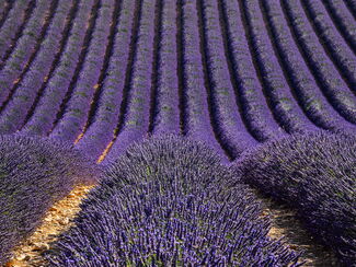 Provence – Duft von Lavendel, Wein und Geschichte