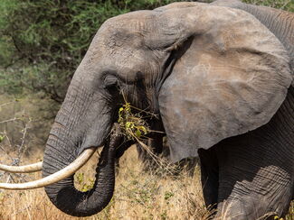 Botswana, Namibia & Simbabwe – Safari im Königreich der Elefanten
