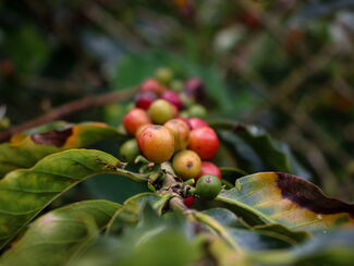Kolumbien – Rhythmus, Kaffee und Karibikträume