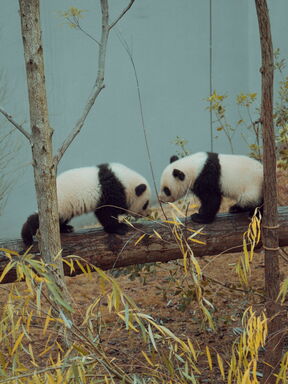 Südchina – Karstwunder, Pandas und pulsierendes Hongkong