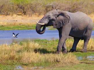 Botswana & Sambia – Naturerlebnis im Okavango‑Delta und an den Victoriafällen