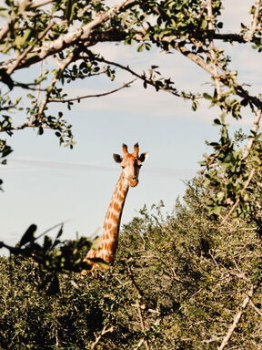 Südafrika – Familienreise entlang der Garden Route