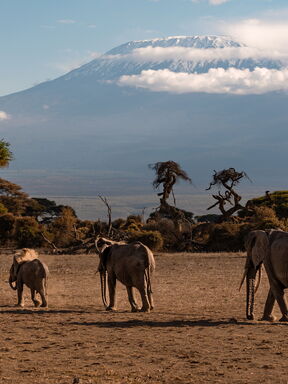 Kenia – Schwarzer Leopard und Big Tusker am Kilimanjaro
