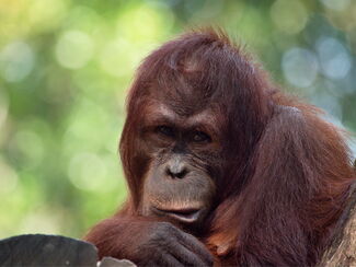 Indonesien – Sumatra & Borneo: Orang-Utan‑Erlebnisreise