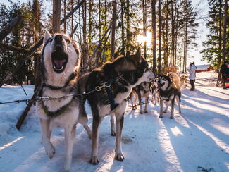 Finnland – Winterlicher Husky‑Traum in Lappland