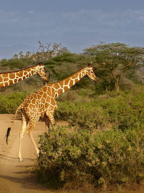 Kenia – Naturerlebnis von Samburu bis Kilimanjaro