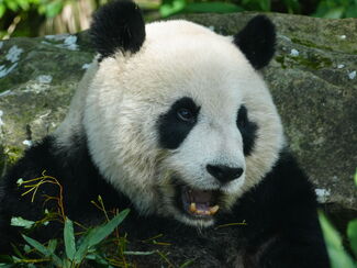 China PUR – Pandas, Terrakotta und schwebende Berge