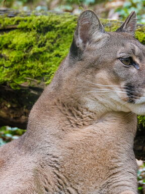 Chile & Brasilien – Begegnungen mit Puma und Jaguar