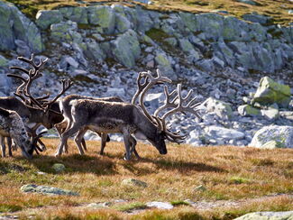 Grönland PUR – Natur und Kultur im arktischen Süden