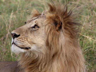 Serengeti & Sansibar – Safari, Krater und Inselträume