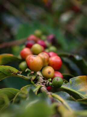 Kolumbien – Rhythmus, Kaffee und Karibikträume
