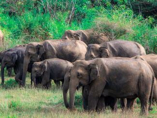 Sri Lanka – Tempel, Tee & Tierwelt