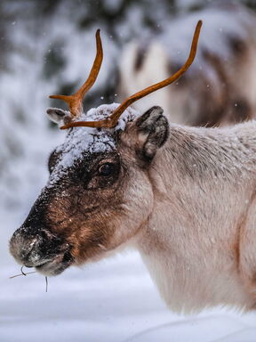 Lappland – Winterzauber im hohen Norden