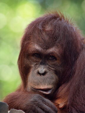 Indonesien – Sumatra & Borneo: Orang-Utan‑Erlebnisreise