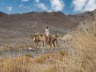 Jemen – Sokotra – Inselparadies am Horn Afrikas