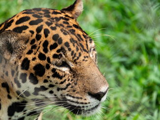 Guyana – Unberührte Regenwald-Expedition