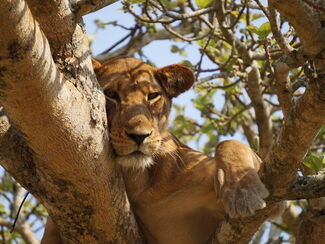 Uganda – Naturerlebnis im Herzen Afrikas