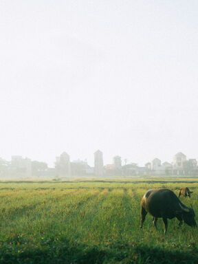 Vietnam – Fotoreise zu Reisefeldern und Karstlandschaften
