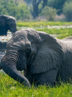 Moremi – Wasserparadies und Tierbeobachtungen im Okavango-Delta