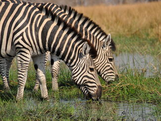 Buffalo – Wildes Naturerlebnis durch Simbabwe, Botswana und Namibia