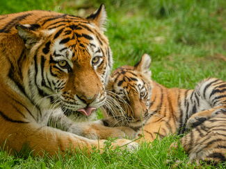 Tempel & Tiger – Nepal erleben