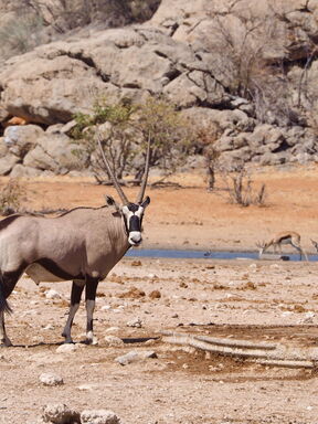 Namibia, Botswana & Simbabwe – Tierwelt intensiv erleben