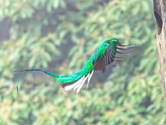 Paradiso – 16 Tage pure Naturschönheit in Costa Rica