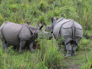 Nordostindien – Assam, Arunachal Pradesh & Nagaland