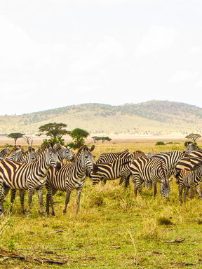Unsterbliche Serengeti – Naturerlebnis in Tansania