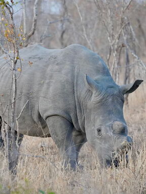 Matobo – Safari & Kultur in Simbabwe