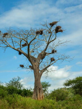Madagaskar – Insel der Baobabs und Lemuren