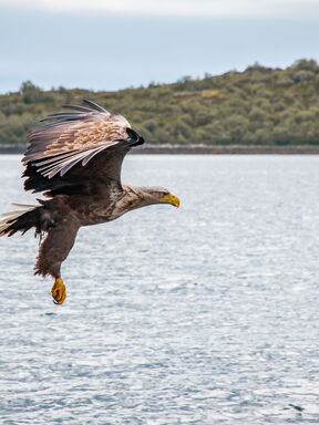 Norwegen – Seeadler-Fotografie im Herzen der Fjorde