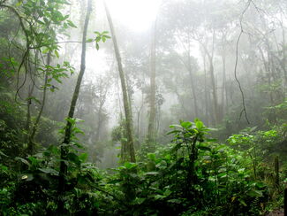 Monteverde – Nebelwald trifft karibisches Meer
