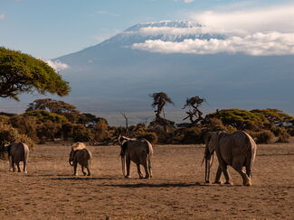 Kenia – Schwarzer Leopard und Big Tusker am Kilimanjaro