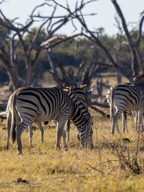 Sambia, Namibia & Botswana – Mitmach‑Erlebnisreise
