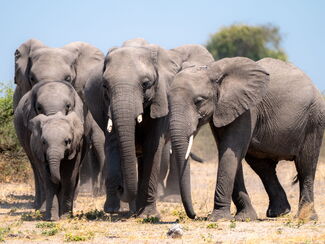 Botswana – Fotoreise durch Chobe, Savuti, Mababe & Moremi