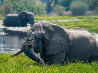 Moremi – Wasserparadies und Tierbeobachtungen im Okavango-Delta