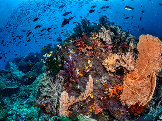 Indonesien – Sumatra & Sulawesi: Begegnung mit den Waldprimaten
