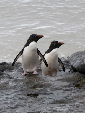 Neuseeland & subantarktische Inseln – Naturparadies im Südpolarmeer