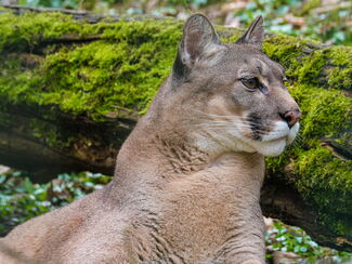 Chile & Brasilien – Begegnungen mit Puma und Jaguar