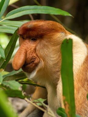 Malaysia – Borneo Entdeckertour