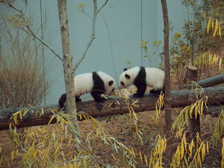 Südchina – Karstwunder, Pandas und pulsierendes Hongkong