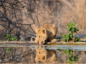 Südafrika – Fotoreise im Zimanga Private Game Reserve