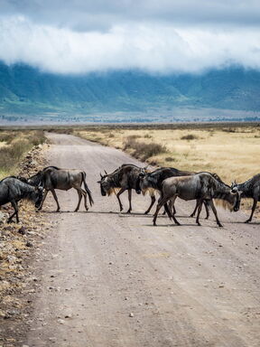 Tansania – Gipfelerlebnis zwischen Meru und Kilimanjaro