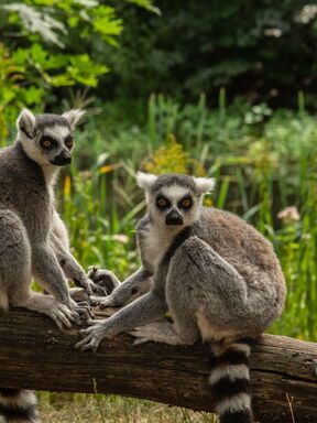 Madagaskar – Lemurenparadies und wilde Landschaften