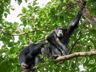 Uganda & Ruanda – Gorilla‑ und Schimpansen‑Entdeckertour
